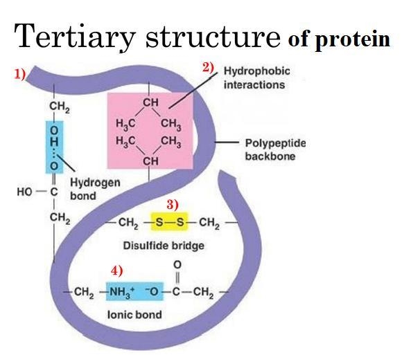 A disulfide bridge is an example of which type of bond? Select one: a. Hydrophobic-example-1