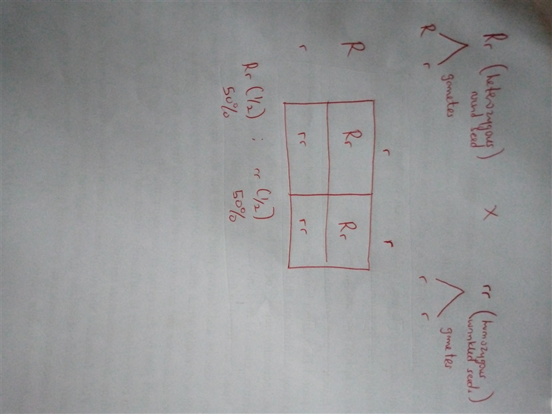 In pea plants, the allele for round seeds is dominant to the allele for wrinkled seeds-example-1