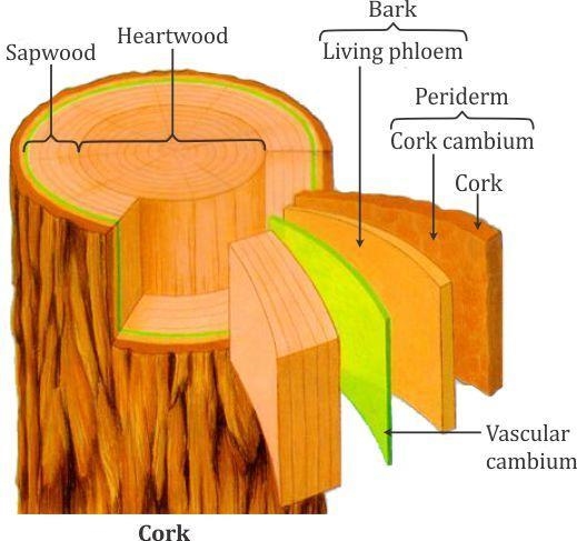 The function of the cork cambium is to produce-example-1