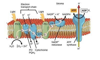 Choose one of the two major phases of photosynthesis. Draw a model of that phase that-example-1