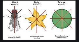 One side of your face is identical to the other side. You are _____. radially symmetrical-example-1