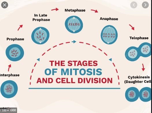 30 POINTS PLEASE HALP ASAP!!! : Briefly explain the steps of cell division in mitosis-example-1