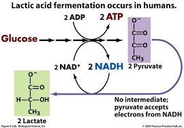 14. Write a flow chart for any one type of fermentation, starting from Glucose -------- to-example-1