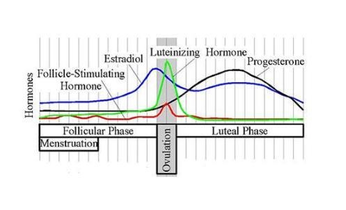 The graph shows the changing levels of hormones during menstruation and ovulation-example-1