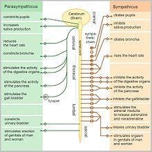 Mary has experienced symptoms and effects associated with many parts of the human-example-1