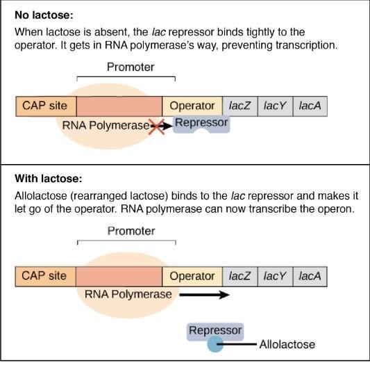 In a medium where lactose is the only carbon source, transcription of the lac operon-example-1