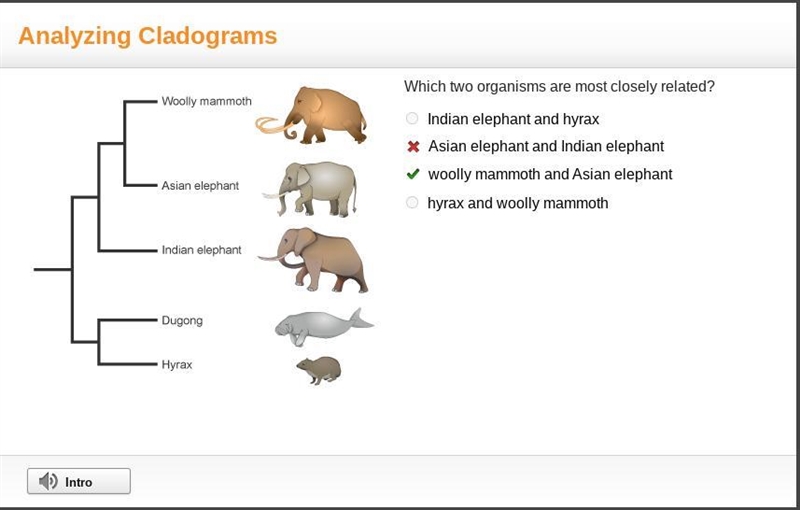 Which two organisms are most closely related? OIndian elephant and hyrax OAsian elephant-example-1