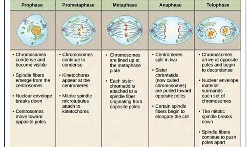 Mitosis unfolds through a sequence of stages marked by specific events in the cell-example-1