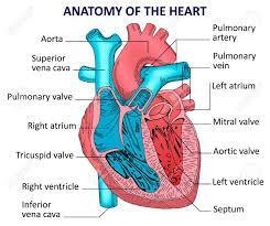 Draw a neat labelled structure of heart and write about valves in heart-example-1