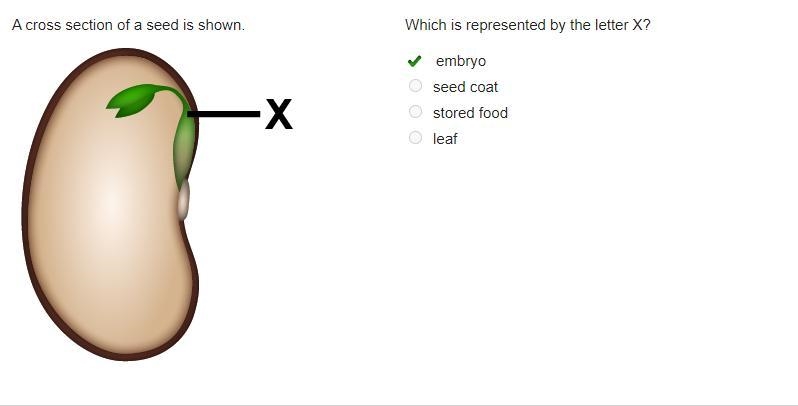 A cross section of a seed is shown. Which is represented by the letter X? embryo seed-example-1