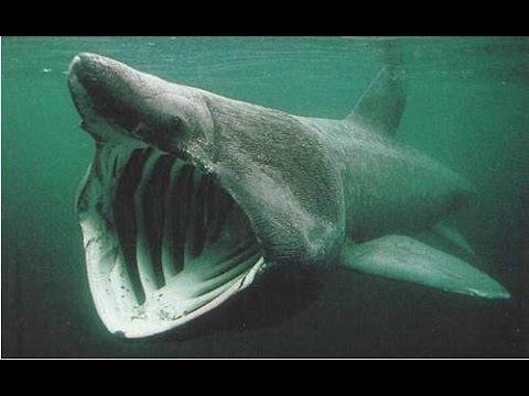 What is the niche of the shark whales?-example-1