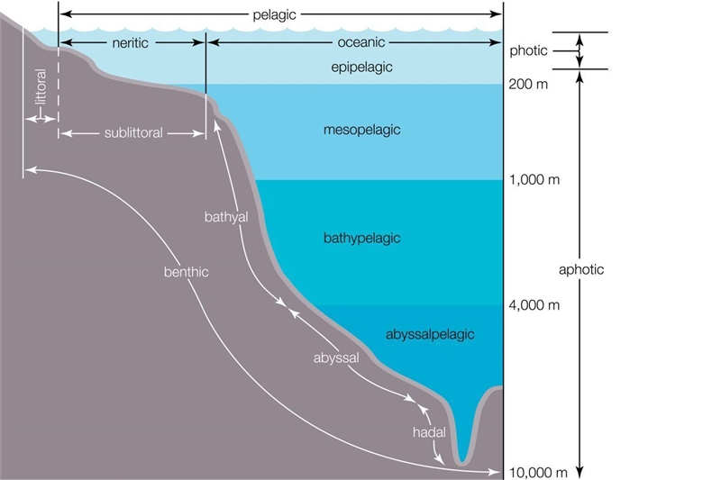 Animals like sea turtles and dolphins would be found in the neritic zone. T or F-example-1