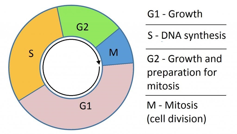 28 POINTSSS!!!! 1. period during the life of a cell when it has finished mitotic division-example-1