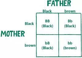 What is Punnett Square? Explain and give example. ​-example-1