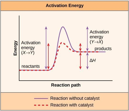 How do enzymes speed up chemical reactions 3 ways also one of them is lower activation-example-2