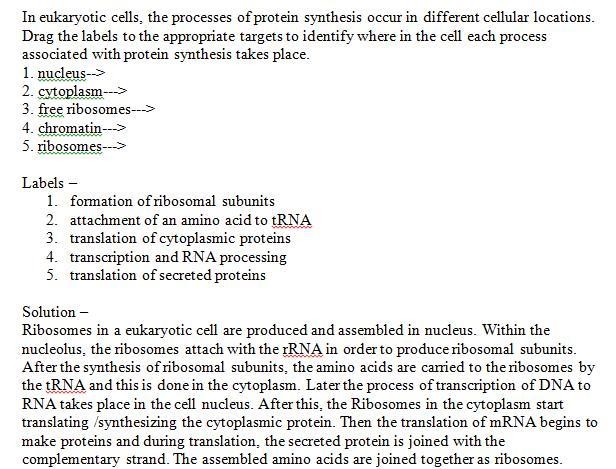 In eukaryotic cells, the processes of protein synthesis occur in different cellular-example-1