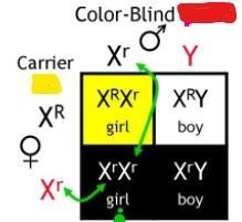 How can a female inherit red-green color blindness?(1 point) Her mother is a carrier-example-1