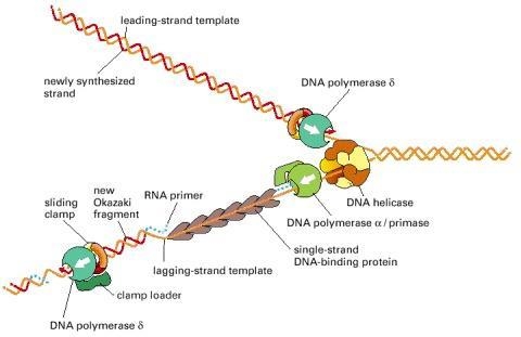 Draw a picture of DNA replication. Label the direction each strand is going, the enzymes-example-1