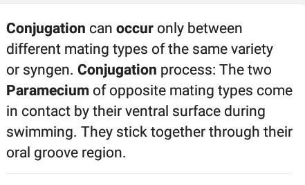 When does conjugation occurs in paramecium​-example-1