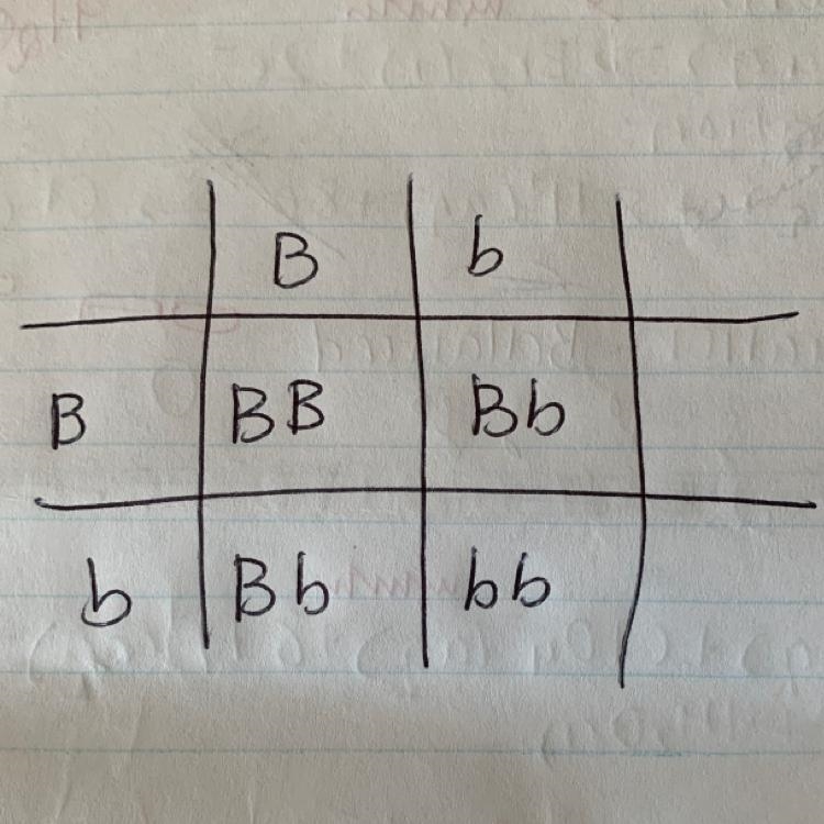 I really need help. I have the beginning of the Punnett square.-example-1