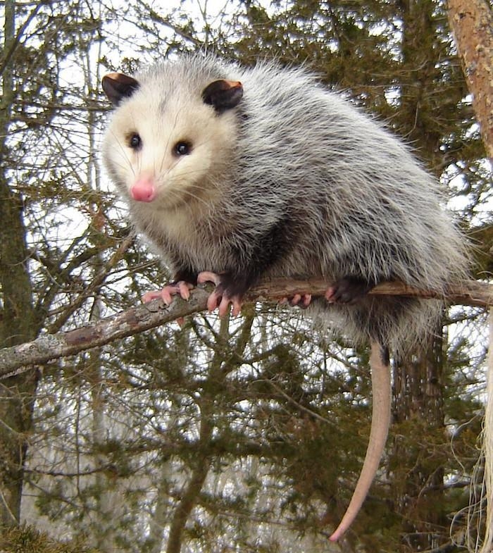 Which of the following is the only marsupial found in North America? a. opossum b-example-1