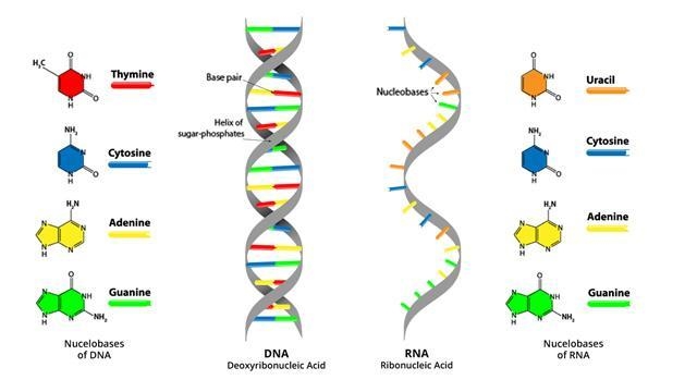 24 pts! Select the statement below that is correct about this diagram? Two molecules-example-1