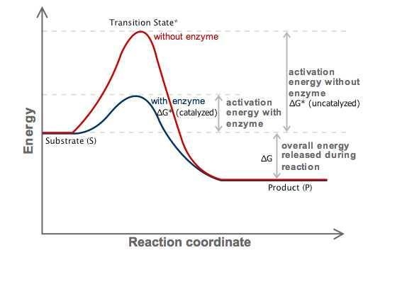 During a laboratory experiment, you discover that an enzyme-catalyzed reaction has-example-1