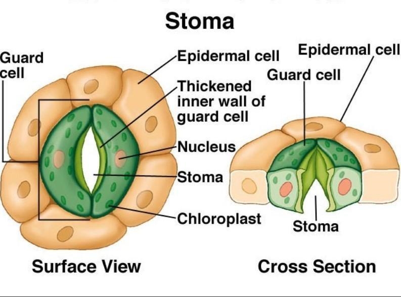 What are the parts of a stomata ?-example-1