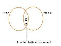 HELP!!! I NEED THIS ASAP Zeke makes a Venn diagram to compare Fish A, which lives-example-1