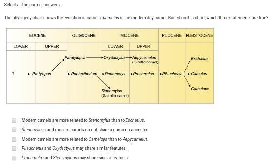 The phylogeny chart shows the evolution of camels. Camelus is the modern-day camel-example-1