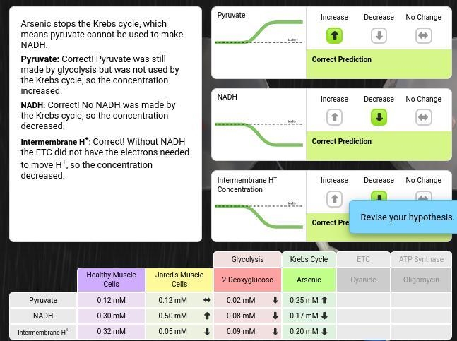 what would happen to the concentrations of pyruvate, NADH and intermembrane H* if-example-1