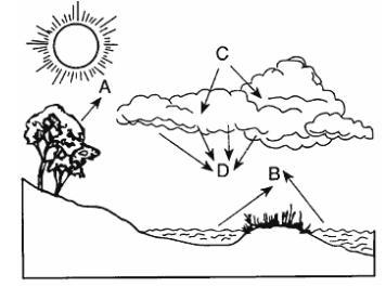 Processes involved in the water cycle are represented by letters in the diagram below-example-1