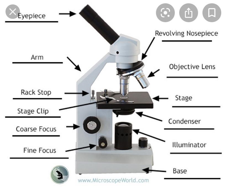 Label the Microscope:-example-1