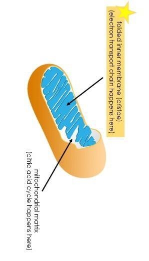 What is Electron Transport Chain and what happens in that stage of cellular respiration-example-1