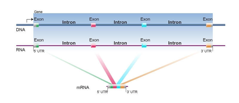 13) When mRNA is "processed", what are the pieces of mRNA that are cut out-example-1