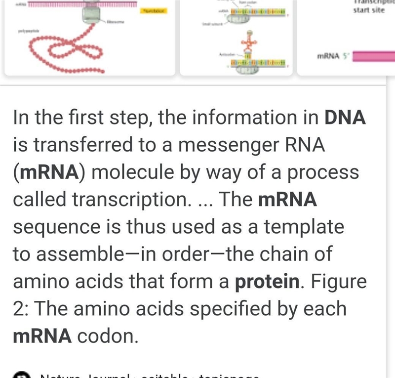 Which choice below shows the correct connections for flow of information in living-example-1