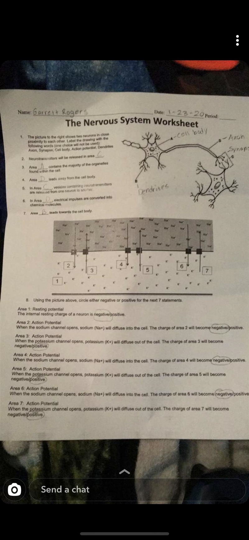 Can you help me complete this worksheet ? It’s about the nervous system and determining-example-2