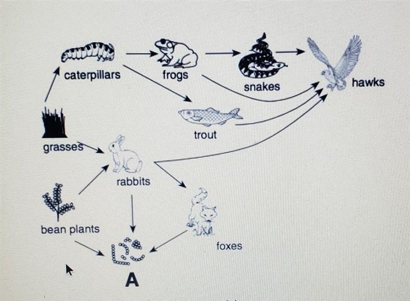 Which organism correctly completes the food web at A? 1)horses 2)mice 3)bacteria 4)trees-example-1