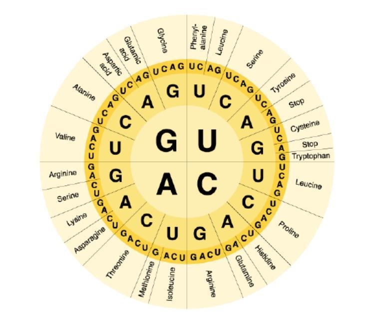 Biology- Amino Acid Circle Directions: Use your Amino Acid Wheel to complete the problems-example-1