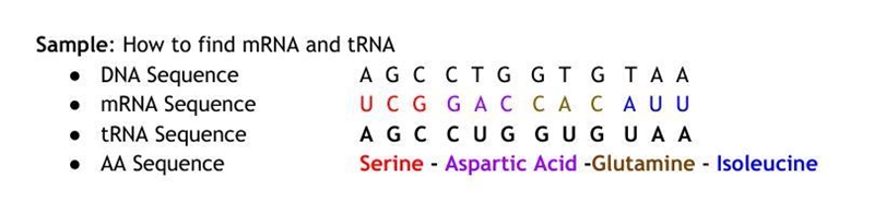 Biology- Amino Acid Circle Directions: Use your Amino Acid Wheel to complete the problems-example-2