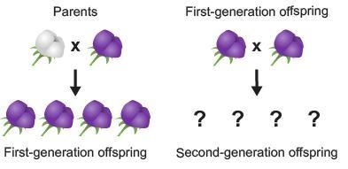 The diagram represents part of Mendel's pea plant experiment. He crossed white-flowered-example-1