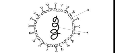 You have to name the 2 labeled parts in this picture-example-1