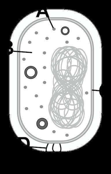 Which structure is represented by letter A? Choose 1 answer: (Choice A) Cell membrane-example-1