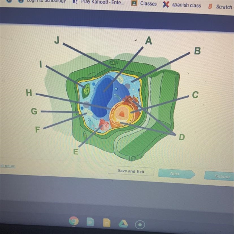 Which organelle is labeled I? A. Nucleus B. Mitochindrion C. Ribosomes D. Chloroplast-example-1