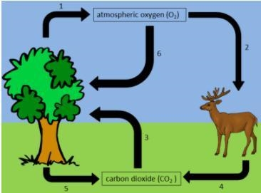 The diagram below represents part of the oxygen cycle. Which biological process is-example-1