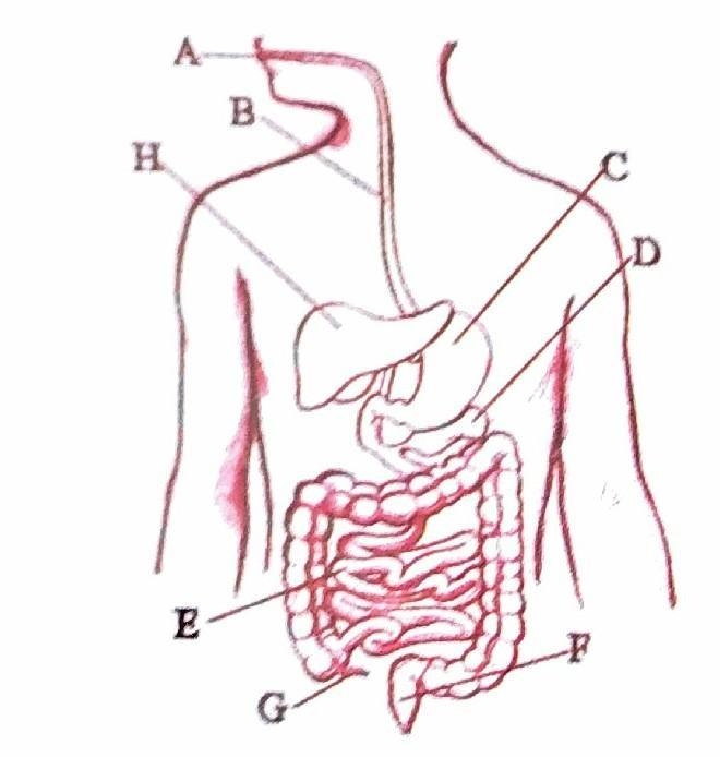 ♨Answer the following questions on the basis of the given diagram. 1. What is shown-example-1