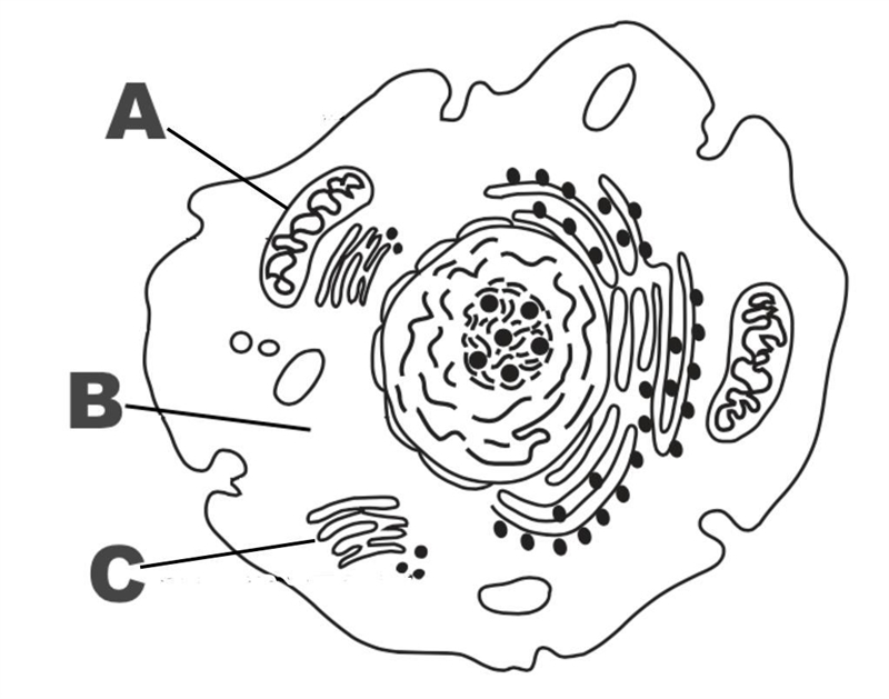 What structure is represented by letter C? Choose 1 answer: (Choice A) A Chloroplast-example-1