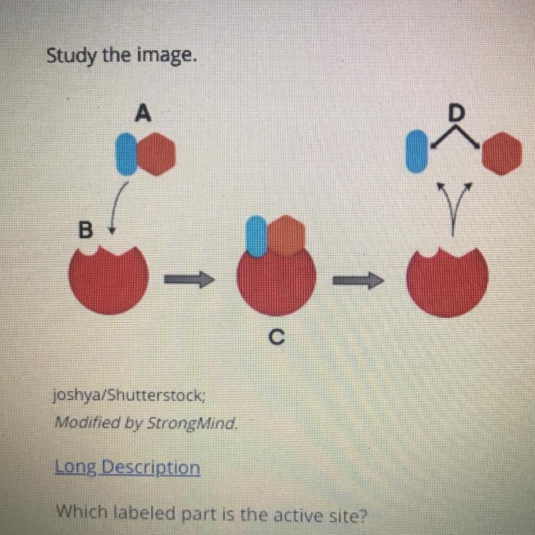 Study the image Which labeled part is active site? 1. C 2.B 3.A 4.D-example-1