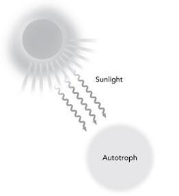 Chloe is developing a model of photosynthesis. The first part of the model is shown-example-1