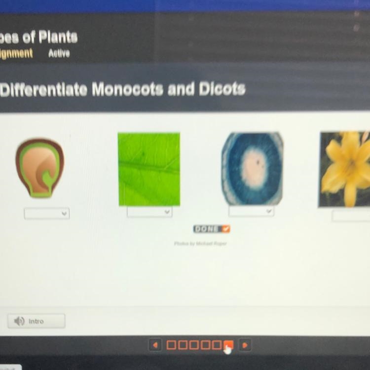 Differentiate Monocots and Dicots Sorry for the blurry photo-example-1